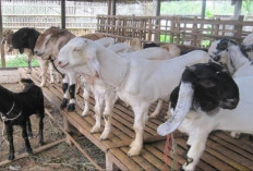 Tertarik Jadi Peternak Kambing Perah? Kenali Jenis, Ciri-ciri dan Produksi Susu yang Dihasilkan Agar Cuan Gede