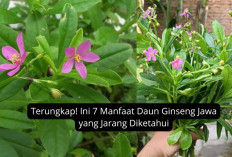 Terungkap! Ini 7 Manfaat Daun Ginseng Jawa yang Jarang Diketahui