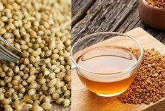 Khasiat Air Rebusan Ketumbar untuk Menurunkan Gula Darah Secara Alami, Aman untuk Penderita Diabetes Tipe 2