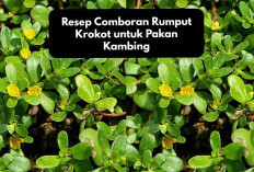 Gampang! Begini Resep Comboran Rumput Krokot untuk Pakan Kambing, Yuk Intip Cara Bikinnya