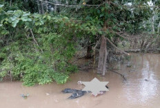 Mayat Laki-laki Mengapung di Sungai Rawas Desa Batu Kucing, Pakaian Lengkap, Hp di Saku