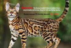 Bikin Kantong Bolong! 10 Ras Kucing Termahal di Dunia: Kucingnya Para Sultan, Bisa Milliaran