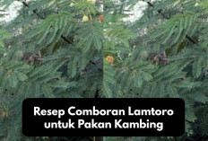 Rekomendasi Resep Comboran Lamtoro untuk Pakan Kambing, Tips Alternatif Penggemukan Hewan Ternak