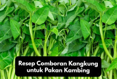 Info Ternak, Resep Comboran Kangkung untuk Pakan Kambing, Lezat dan Aman Bagi Pertumbuhan Hewan, Kuy Cobain!