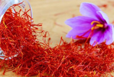 3 Manfaat Bunga Saffron Bagi Kesehatan, Salah Satuya Bebas dari Darah Tinggi Lho