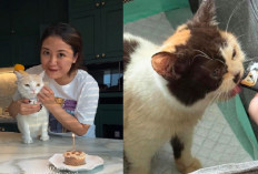 Selamatkan Kucing Uya Kuya, Sherina Malah Kena Panggil Polisi, Ada Apa?