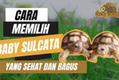 7 Cara Memilih Kura-Kura Darat Sulcata Yang Sehat untuk Dipelihara, No 3 Penting Banget Kenapa? Cek Sini