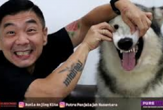 Owner Harus Tau Nih Sebelum Adopsi, Cara Merawat Anjing Husky Agar Tidak Rugi Puluhan Juta!