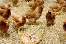 5 Jenis Pakan Alternatif untuk Ayam Petelur, Ekonomis Tanpa Mengorbankan Kualitas Telur, Apa Aja Ya?