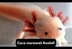 Owner Harus Tau Nih, 8 Cara Merawat Salamander Axolotl, Berikut Tipsnya...