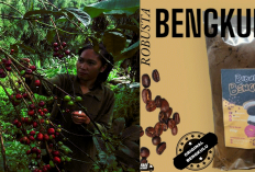 Harga Kopi Robusta Bengkulu Naik Lagi, Petani Untung, Penikmat Kopi Malah Makin Penasaran!