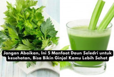 Jangan Abaikan, Ini 5 Manfaat Daun Seledri untuk kesehatan, Bisa Bikin Ginjal Kamu Lebih Sehat