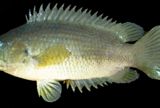 6 Khasiat Ikan Betok yang Jarang Diketahui, Tinggi Protein dan Baik untuk Jantung hingga Otak