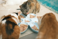 Bingung Pilih Makanan Kucing? Berikut Rekomendasi 5 Produk yang Cocok Untuk Untuk Baby Kitten Usia 1 Tahun