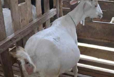 Waspada Musim Hujan! Antisipasi Kambing Ternak dari Penyakit Kembung dan Mencret dengan Obat Alami