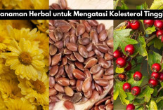 5 Tanaman Herbal Ampuh Turunkan Kolesterol Tinggi yang Jarang Diketahui, Salah Satunya ada Biji Rami