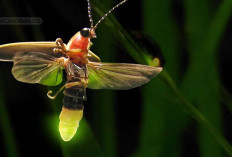 Ternyata Kunang-Kunang Masuk Keluarga Kumbang, Jangan Sembarangan Pegang, Karena Ada Yang Beracun
