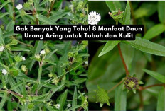 Gak Banyak Yang Tahu! 8 Manfaat Daun Urang Aring untuk Tubuh dan Kulit, Yuk Cek di Sini...