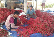 Sedih Nasib Petani Cabai, Harga Jual Anjlok, Tanaman Diserang Hama, Hasil Panen Menurun