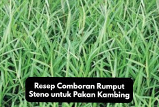 Resep Comboran Rumput Steno untuk Pakan Kambing yang Bergizi Tinggi Serta Manfaatnya Bagi Hewan Ternak