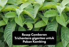 Ekonomis! Ini Resep Comboran Trichantera gigantea untuk Pakan Kambing, Murah dan Enak, Auto Untung Gede