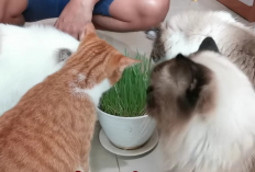 4 Nama Rumput yang Biasa Dimakan Oleh Kucing Dan Dapat Kamu Beli Di Online Shop, Apa Aja?