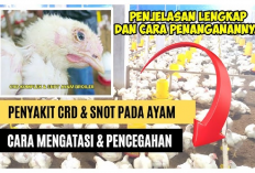 5 Strategi Pengobatan untuk Ayam Sakit CRD Peternak Wajib Tiru Agar Cepat Sembuh!