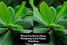 Info Ternak, Resep Comboran Daun Ketapang untuk Pakan Kambing yang Berkualitas Cocok Bagi Hewan Ternak