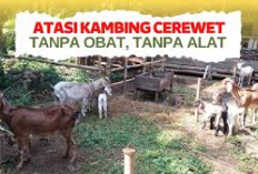 Wajib Tau! 6 Tips Mengatasi Kambing Cerewet Agar Lebih Tenang, Berikut Caranya, Jamin Manjur Mas