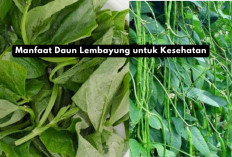 Coba 7 Manfaat Daun Lembayung untuk Kesehatan yang Bikin Penasaran...