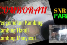 Info Ternak, Resep Comboran Kambing untuk Penggemukan, Hamil dan Menyusui, Tips Alternatif Bagi Peternak Baru!