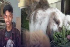 Info Ternak, Bunny Lovers Harus Tau Nih Tips Cara Merawat Kelinci Anti Ribet di Jamin Sehat, Tertarik Mencoba?