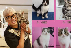 Iklaskan Semua Setelah Rumah Dijarah, Uya Kuya Hanya Ingin Kucingnya Dikembalikan!