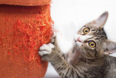 Jangan Marah! Berikut 5 Alasan Kenapa Kucing Sering Menggaruk Sofa di Rumahmu, Simak Penjelasannya Disini