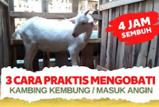 3 Cara Efektif Mengatasi dan Mengobati Kambing Masuk Angin Kembung, Peternak Wajib Tau! Cek Disini