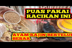 7 Resep Rahasia Racikan Pakan Untuk Ayam Kampung Agar Rajin Bertelur, Peternak Pasti Bahagia