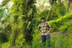 Kolaborasi Warga dan Jerhemy Owen Pulihkan Hutan Aceh Tamiang, 1.300 Pohon Sawit Ilegal Ditebang