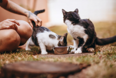 Anabul Pasti Suka, Rekomendasi 5 Makanan Kucing yang Murah dan Menyehatkan, Apa Aja!