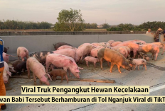 VIRAL TikTok Truk Pengangkut Babi Terguling di Tol Nganjuk: Puluhan Babi Berhamburan di Jalan