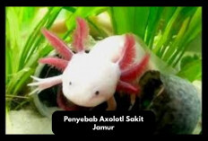 Owner Wajib Waspada! 4 Penyebab Utama Axolotl Sakit Jamur, Si Naga Air yang Lucu