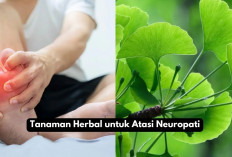 6 Tanaman Herbal Ampuh untuk Atasi Neuropati, Salah Satunya Ginkgo Biloba!