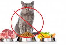 Hati-hati Cat Lovers! 6 Makanan Berbahaya Jika Kamu Berikan Kepada Kucing Peliharaanmu, Apa Aja?