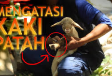 Peternak Gak Perlu Khawatir! Ini 6 Cara Mengobati Kambing Patah Tulang Kaki, Jamin Manjur Auto Sembuh Total