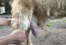 Info Ternak, Penanganan Mastitis pada Kambing yang Jarang Diketahui, Berikut Penjelasan Lengkapnya! Cek Disini