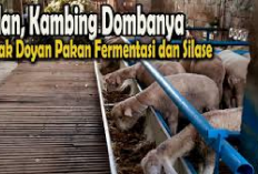 6 Cara Simple Supaya Kambing dan Domba Lahap Makan Pakan Fermentasi Silase, Yuk Praktekin Jamin Ampuh!