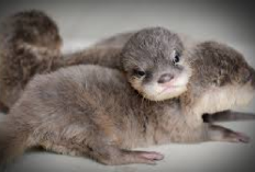 Baby Otter Makan Catfood Emang Boleh? Owner Wajib Simak Nih! Si Berang-Berang Air yang Lucu