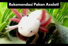 6 Rekomendasi Pakan Untuk Salamander Axolotl, Si Naga Air yang Lucu dan Menggemaskan