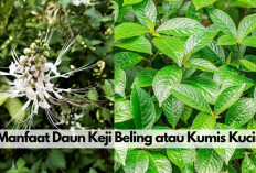 5 Manfaat Daun Keji Beling Sih Kumis Kucing Sakti Pengganti Operasi, Bikin Batu Ginjal & Kanker Auto Lenyap! 