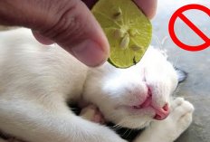 Kamu Wajib Tau! 6 Aroma yang Tidak Disukai Oleh Kucing, Apa Aja?