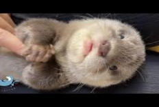Info Ternak, Faktor Penyebab Baby Otter Berisik dan Cara Mengatasinya, Berikut Tipsnya...
